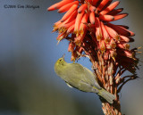 Orange-crowned Warbler