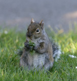 California Ground Squirrel eating