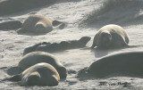 Northern Elephant Seals,female rejects 3 orphans