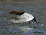 Canvasback. male takes flight