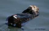 Sea Otter wrapped in kelp
