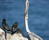 4.Brown Pelican does an upward mouth closure
