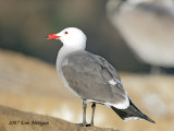 Heermannns Gull,winter breeding