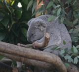 Queensland Koala sleeping