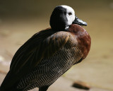White-faced Whisling Duck