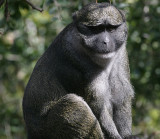 Allens Swamp Monkey