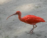 Scarlet Ibis