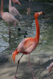 Carribean Flamingo