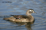 Wood Duck,female