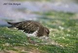 Black Turnstone