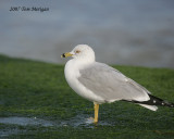 Ring-billed Gull