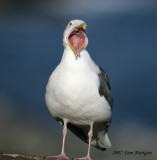 Western Gull protests