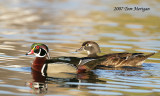 Wood Duck,male and female pair