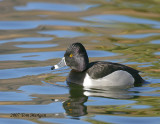 Ring-necked Duck,male