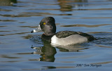 Ring-necked Duck,male