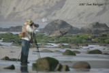 Godwits in focus,Arthur Morris at work and out of focus