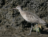 Long-billed Curlew