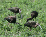 White-faced Ibises