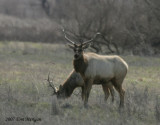 Tule Elk