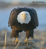 Bald Eagle about to take off