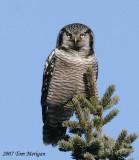 Northern Hawk Owl