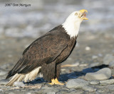 Bald Eagle putting away a mouthful of fish