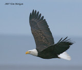 Bald Eagle in flight