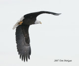 Bald Eagle banking