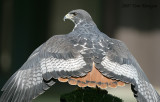 Augur Buzzard