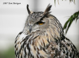 Eurasian Eagle Owl