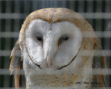 Barn Owl