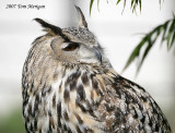 Eurasian Eagle Owl