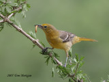 Hooded Oriole,female with worm
