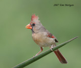 Northern Cardinal.female