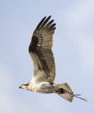 Osprey in Flight with nest material