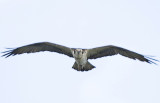 1.Watch the eyes of this Osprey in this 4 picture serial sequence taken in a minute