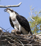 Osprey with meal