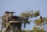 1.Nest with Mom feeding one of the 3 chicks and Dad watching