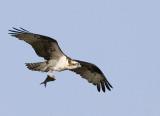 Osprey with fish tail
