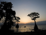 Sunrise over Lake Blue Cypress with Osprey