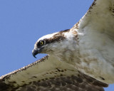 Osprey  in Flight