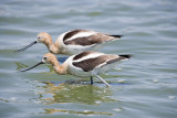 American Avocets