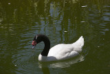 Black-necked Swan