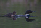 Common Loon chick starts up parents back