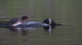 Chick rides Common Loon parent whose head is down