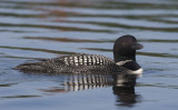 Common Loon