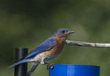 Eastern Bluebird