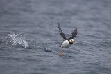 Horned Puffin accelerates in flight