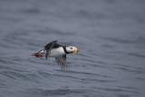 Horned Puffin takes off