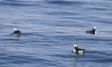 Horned Puffin group